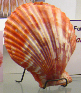 Chlamys aktinos, primer plano