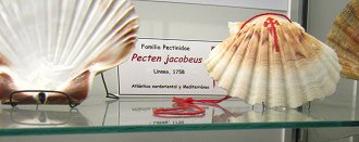 Pecten jacobeus, Tafel