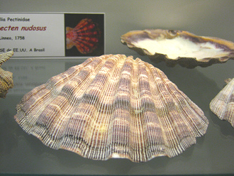 Lyropecten nudosus, primer plano