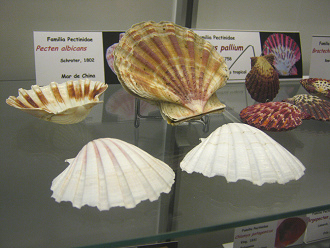 Pecten albicans Pecten albicans