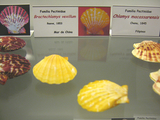 Bractechlamys vexillum