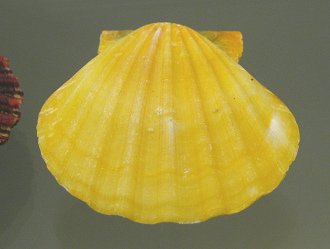 Bractechlamys vexillum, primer plano