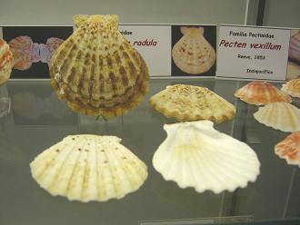 Comptopallium radula