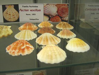 Pecten vexillum