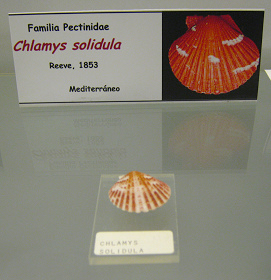 Chlamys solidula