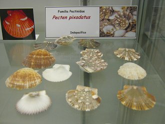 Pecten pixadatus
