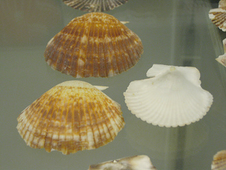 Pecten pixadatus, primer plano