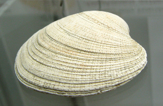 Ameghinomia antiqua, primer plano