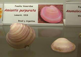 Amiantis purpurata, placa