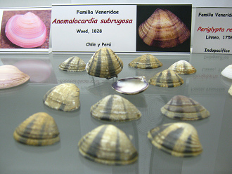 Anomalocardia subrugosa