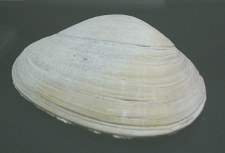 Eurhomalea lenticularis, primer
                                    plano