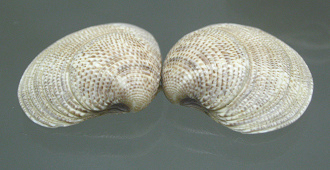 Chamalea gallina, primer plano