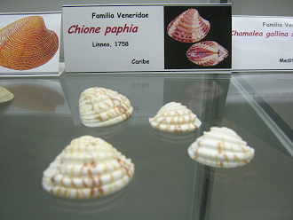 Chione
                          paphia