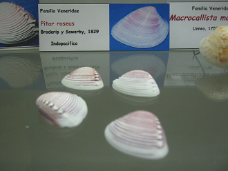 Pitar
                          roseus