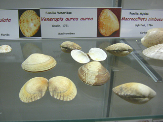 Venerupis aurea aurea