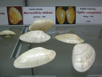 Macrocallista nimbosa