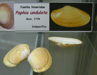 Paphia unduata