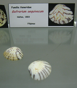 Gafrarium aequivocum