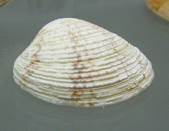 Ventricolaria rigida, primer plano