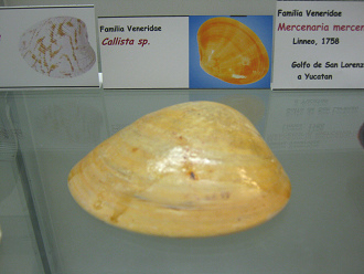 Callista
                          sp