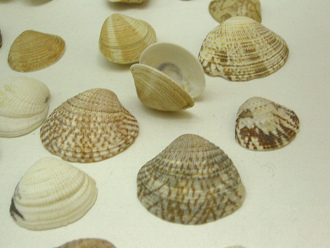 sin
                          nombre, primer plano