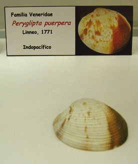 Peryglipta puerpera