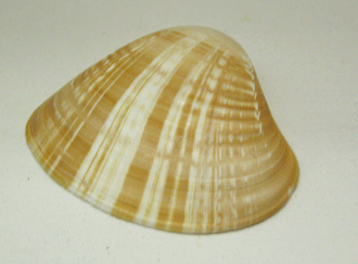 Tivela byronensis, primer plano