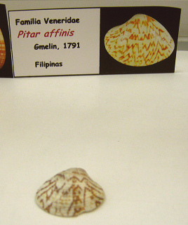 Pitar
                          affinis