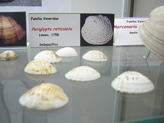 Periglypta reticulata