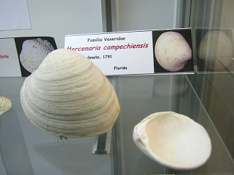 Mercenaria campechiensis