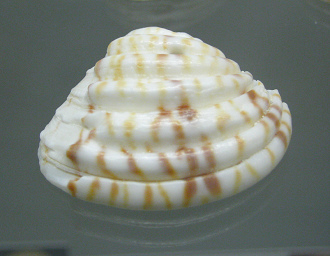 Chione paphia, primer plano