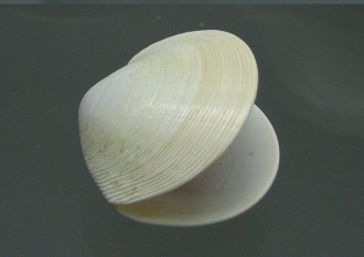 Dosinia subrosea, primer plano