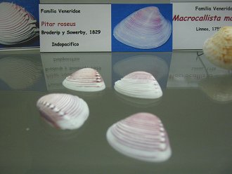 Pitar
                          roseus