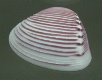 Pitar
                          roseus, primer plano