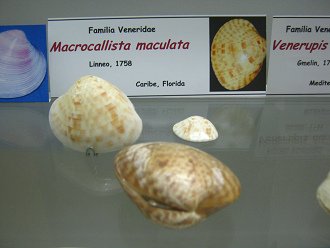 Macrocallista maculata
