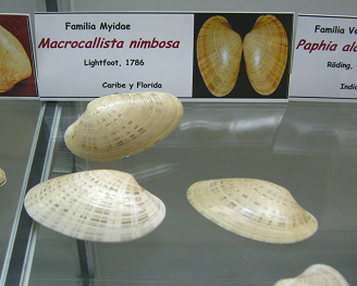 Macrocallista nimbosa, placa