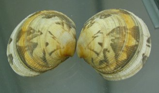 Venerupis pullastra, primer
                                    plano 01