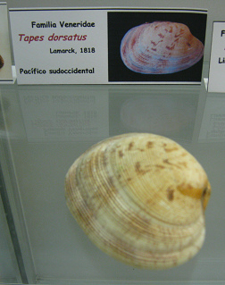 Tapes
                          dorsatus