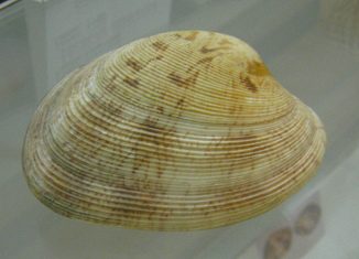 Tapes dorsatus, primer plano