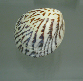 Lioconcha castrensis, primer plano