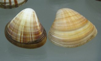 Tivela mactroides, primer plano