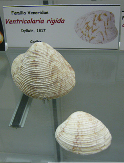 Ventricolaria rigida