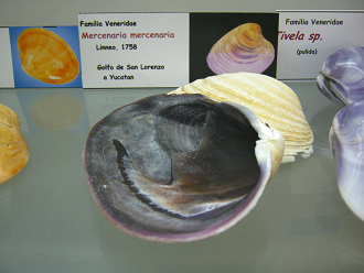 Mercenaria mercenaria