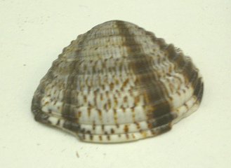 Chione subimbricata, primer plano
