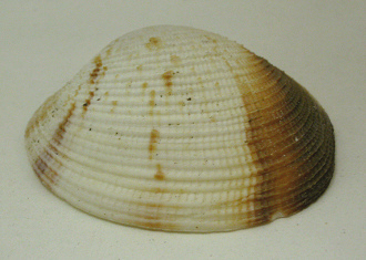 Peryglipta puerpera, primer plano