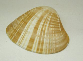 Tivela byronensis, primer plano