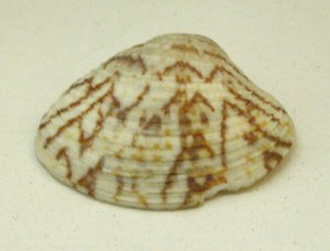 Pitar
                        affinis, primer plano