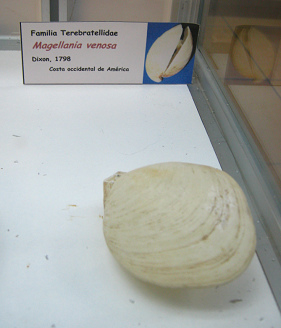 Magellania venosa, primer plano