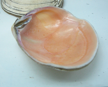 Semele solida, primer plano