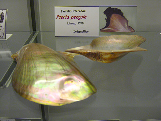 Pteria
                          penguin